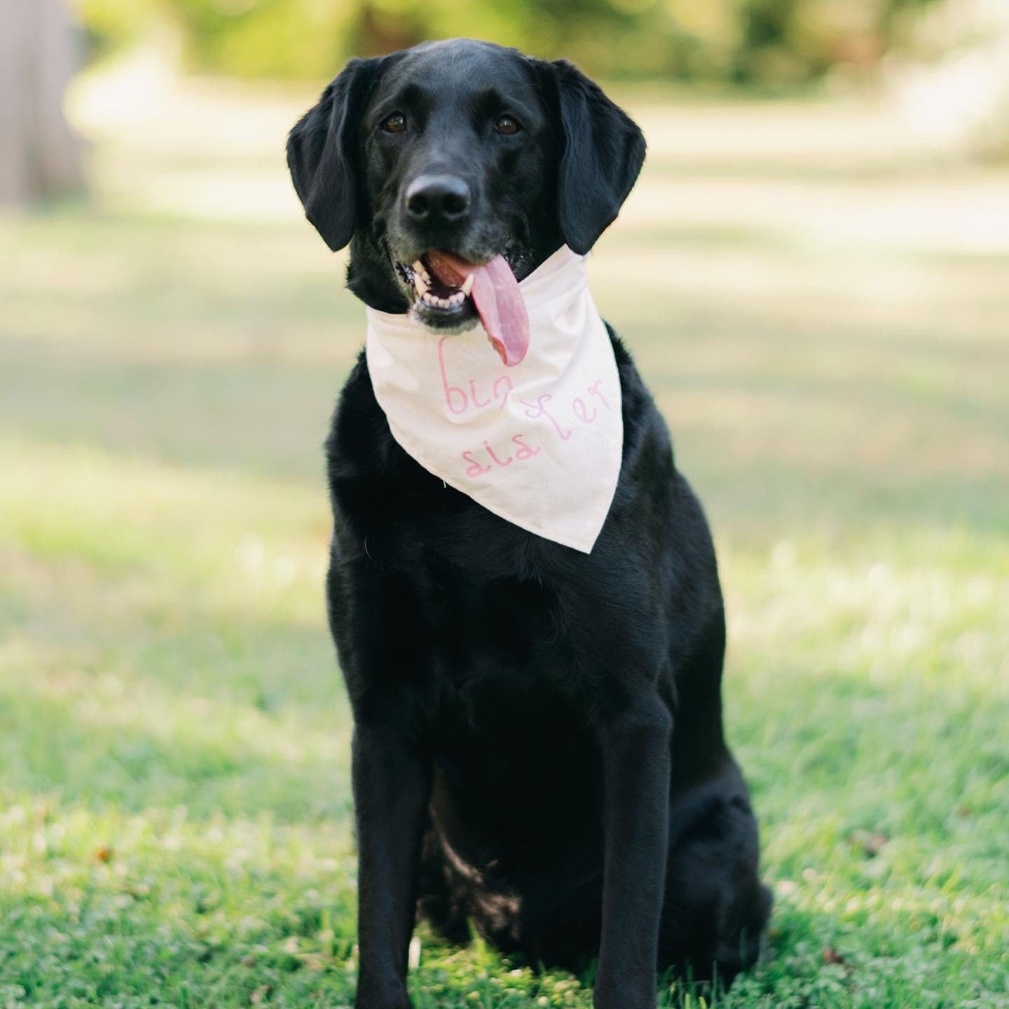 Announcement Dog Bandana/Hankerchiefs-Personalized with an announcement or saying