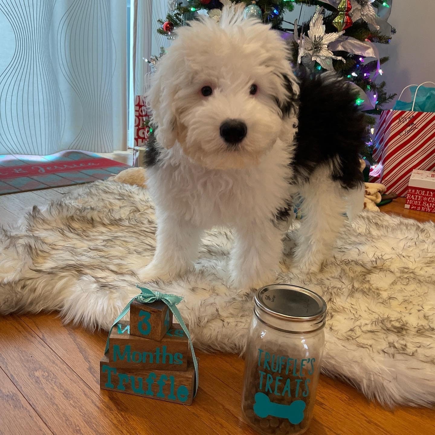 Custom Dog Treat Jar - Personalized