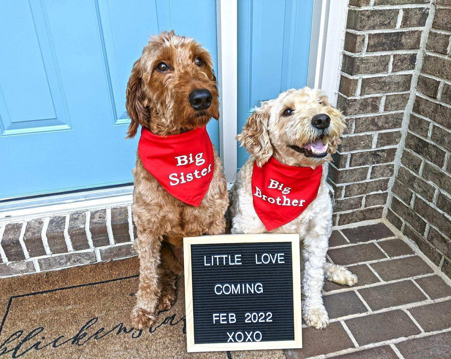 Announcement Dog Bandana/Hankerchiefs-Personalized with an announcement or saying